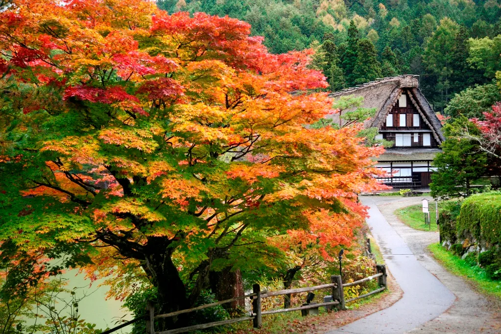 takayama